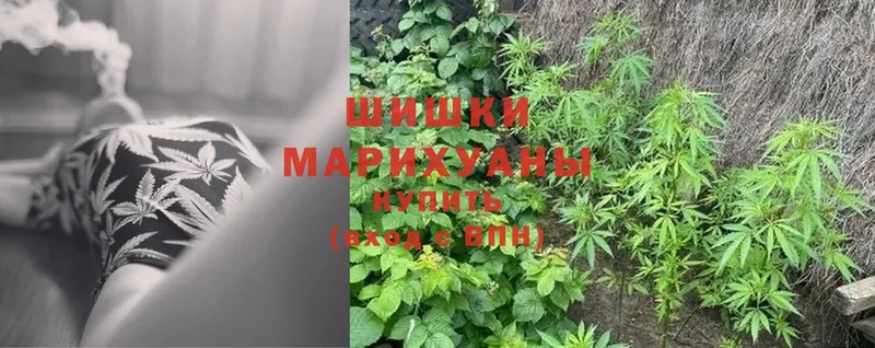 мега   Волосово  Шишки марихуана OG Kush 